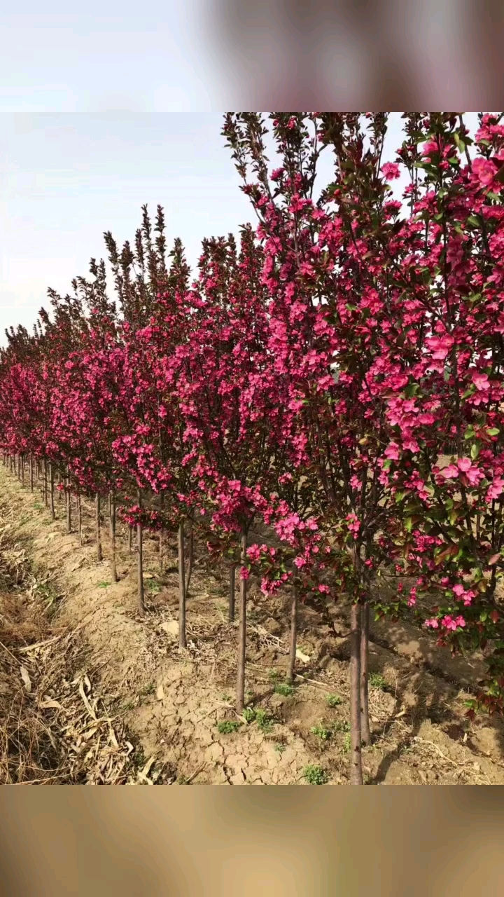 光辉海棠苗#光辉海棠