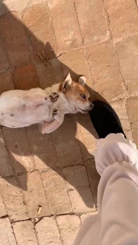 养了20多年的狗被冻死了这是一个悲伤的故事