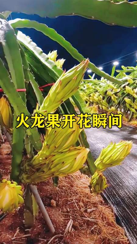 我要上热门#火龙果开花瞬间