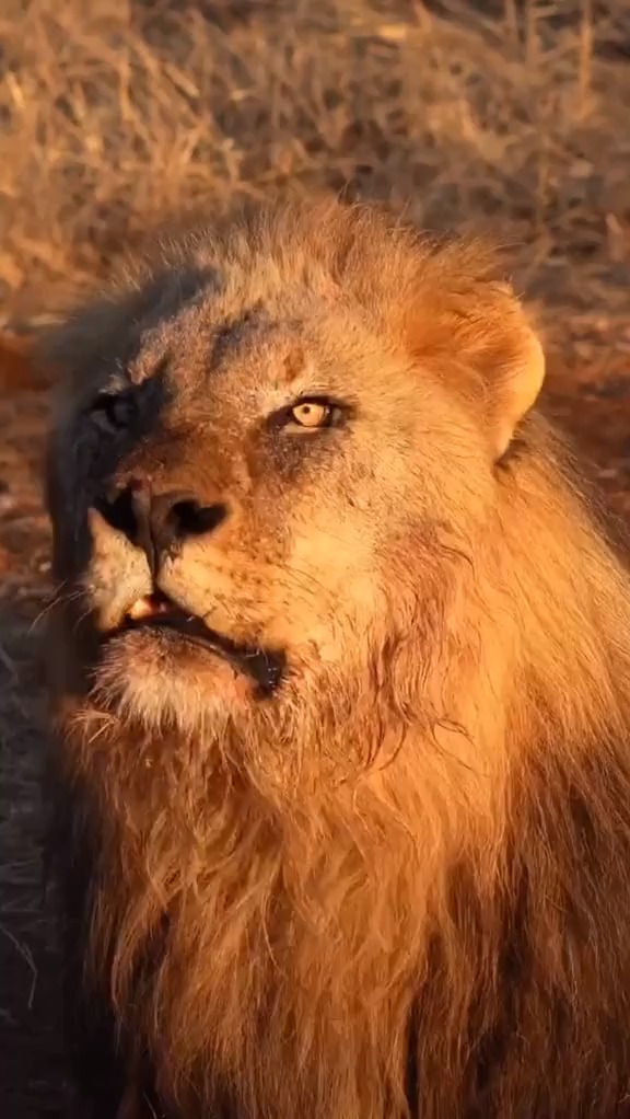 狮吼和虎啸,哪个会让你听了心生恐惧?狮子爱宠来狂欢