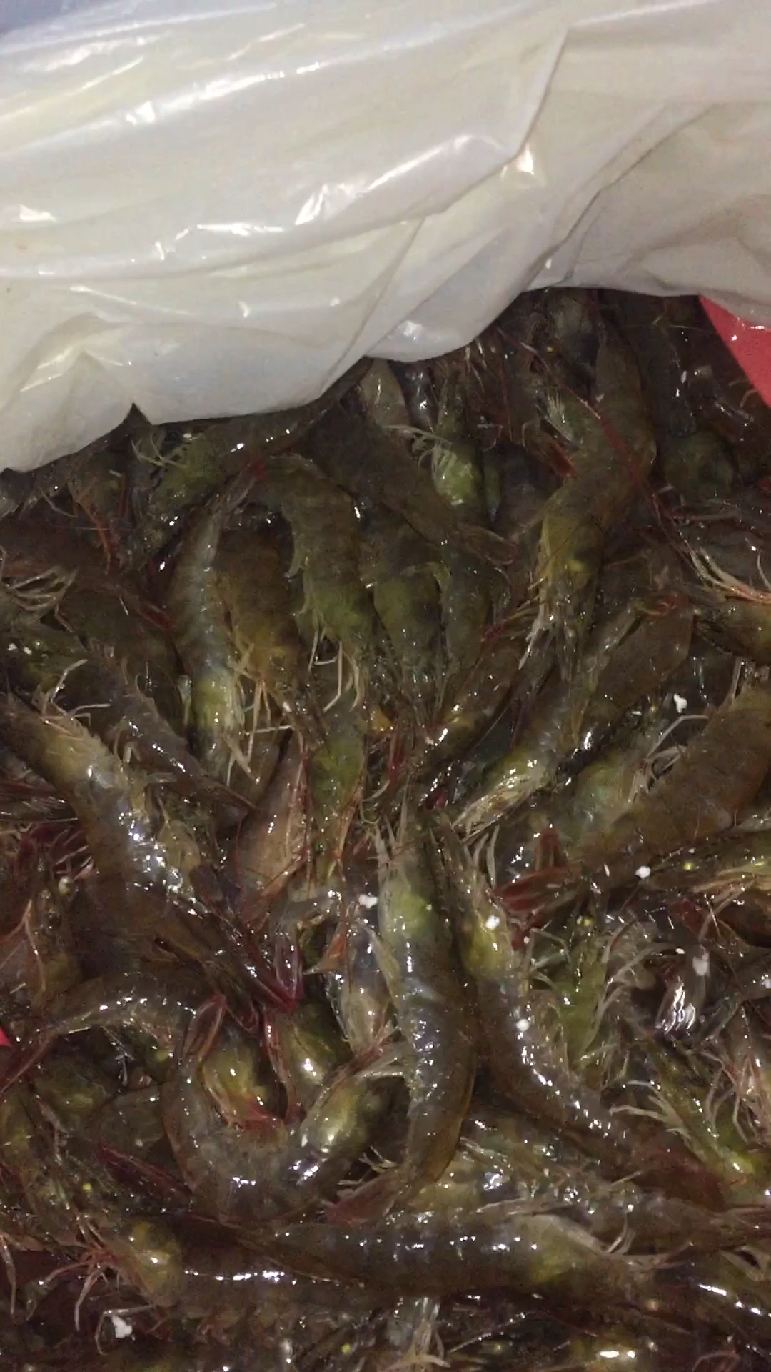 活蹦乱跳的基尾虾戀戀戀