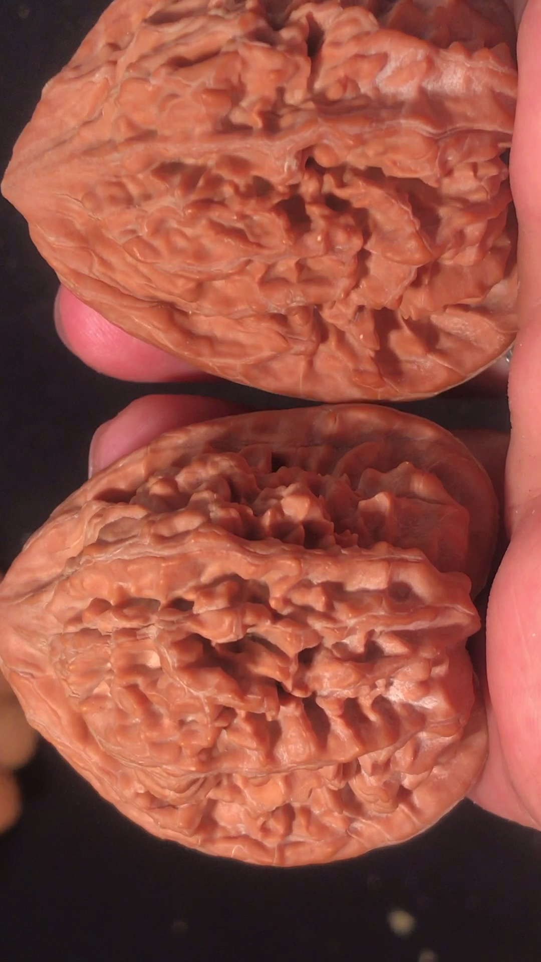 文玩核桃#野生金公子