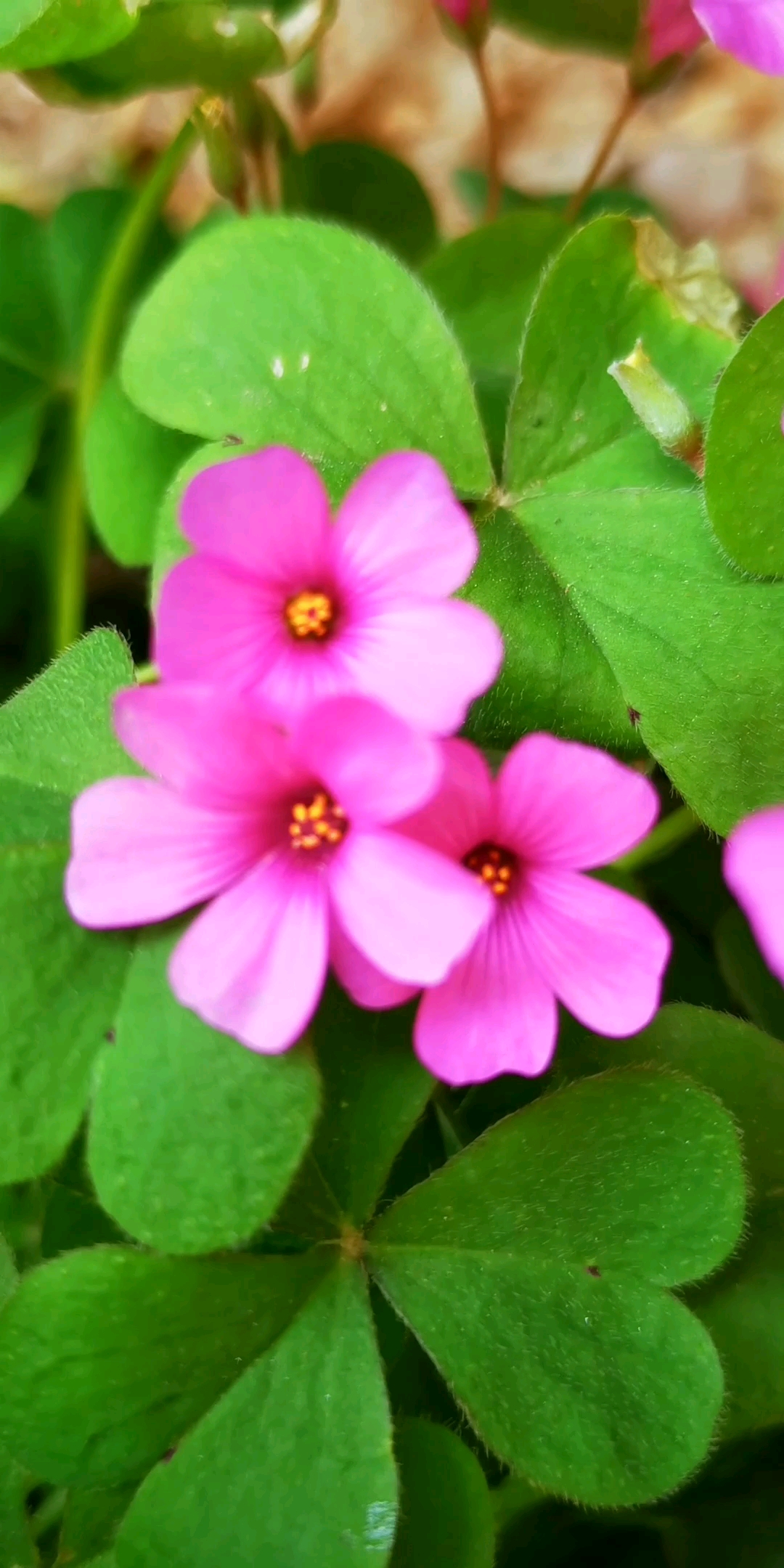 酸溜溜的小粉花,漂亮啊