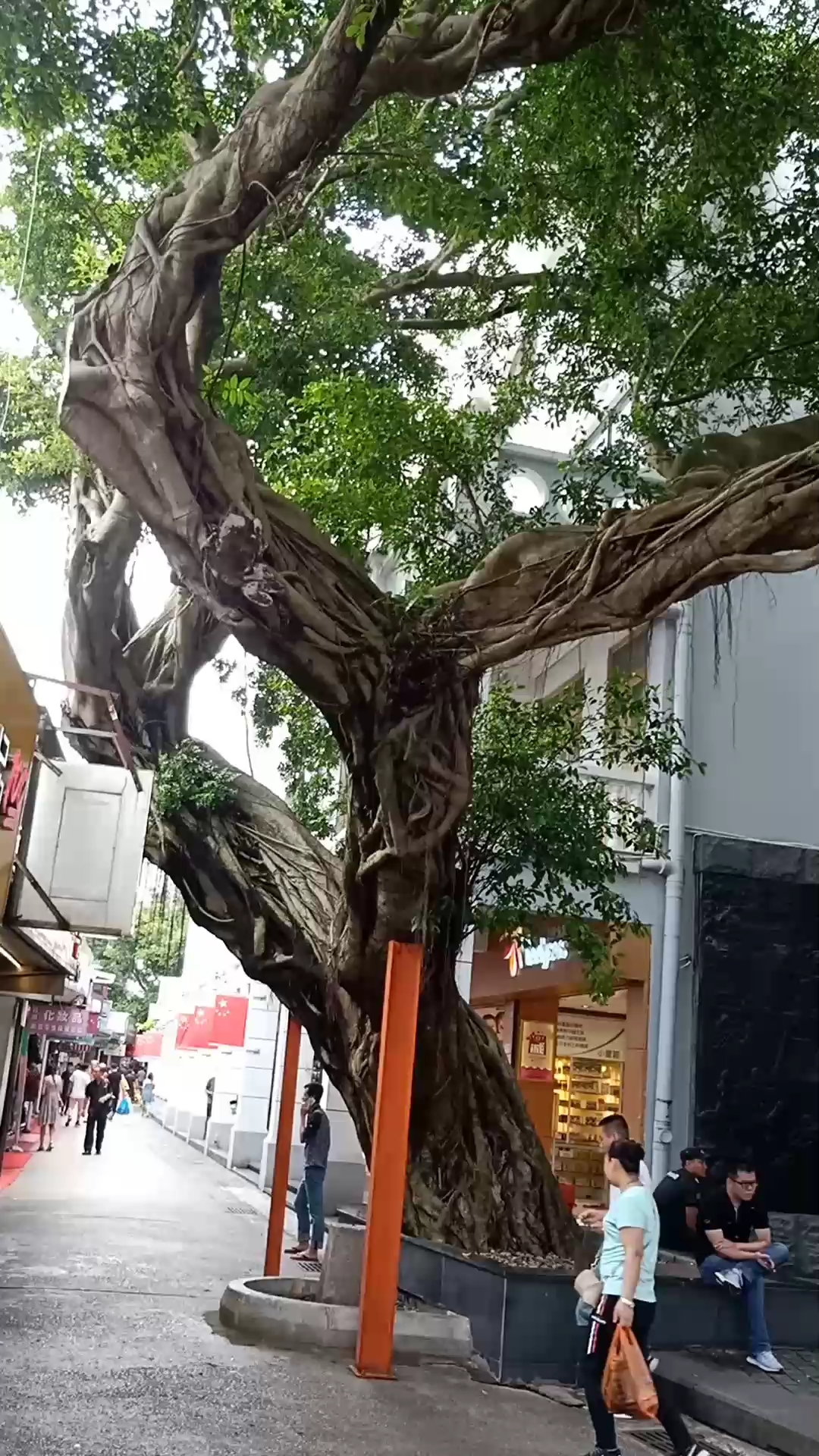 深圳沙头角中英街百年老树