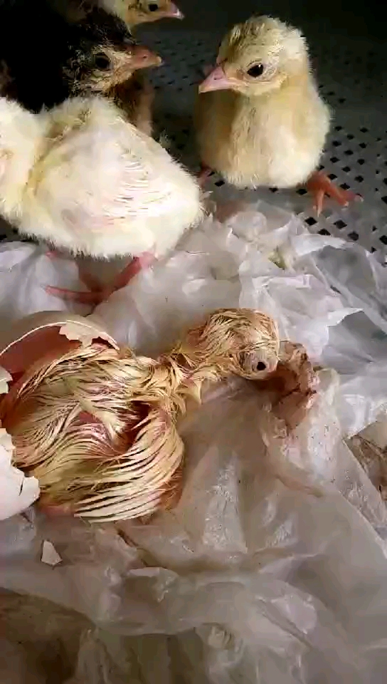 孔雀蛋孵化过程图图片