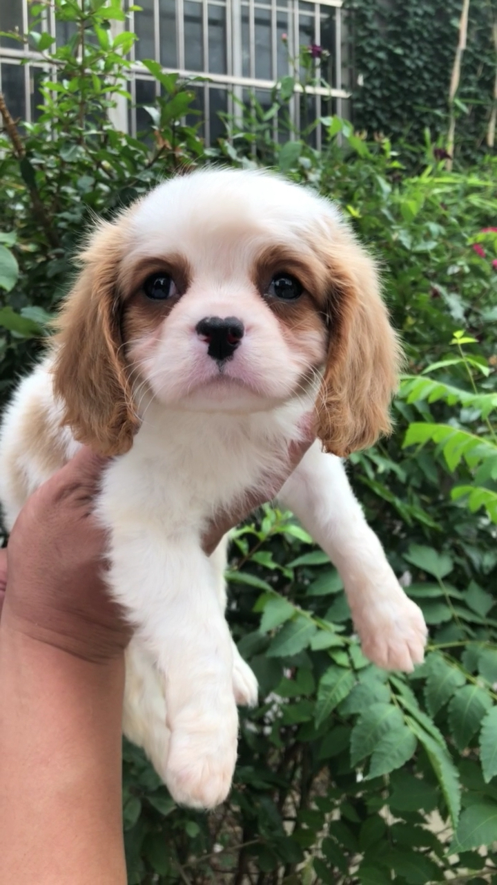 查理王小王子,这狗长的跟人一样