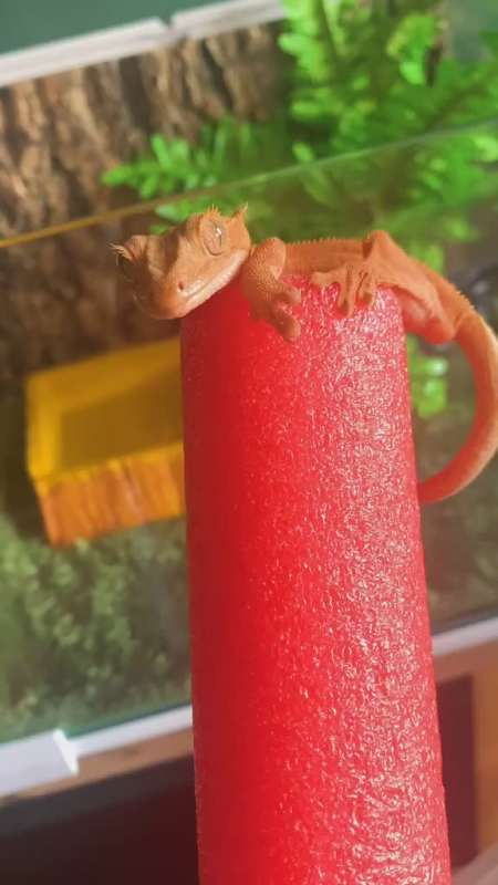 喜欢所有红色的小动物感觉那是大自然赋予了小生命光的颜色爬宠宠物