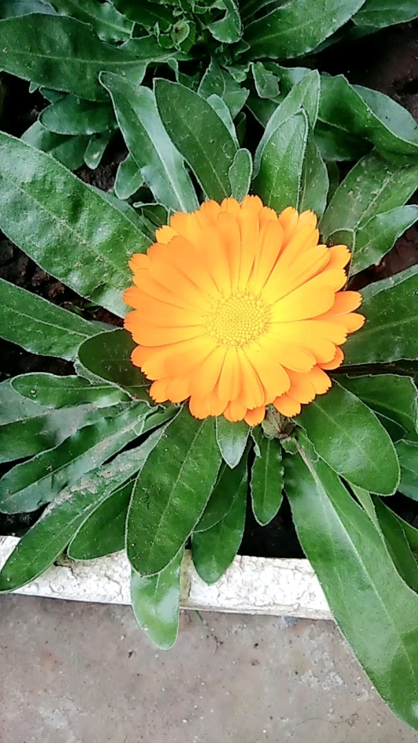 婆婆种的花多好看