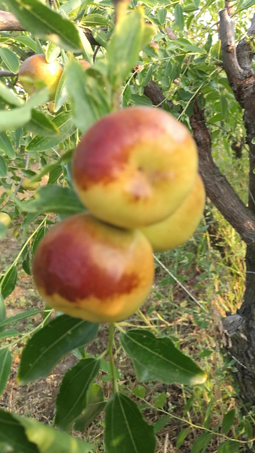 最新鲜食枣新品种(中华蟠枣)