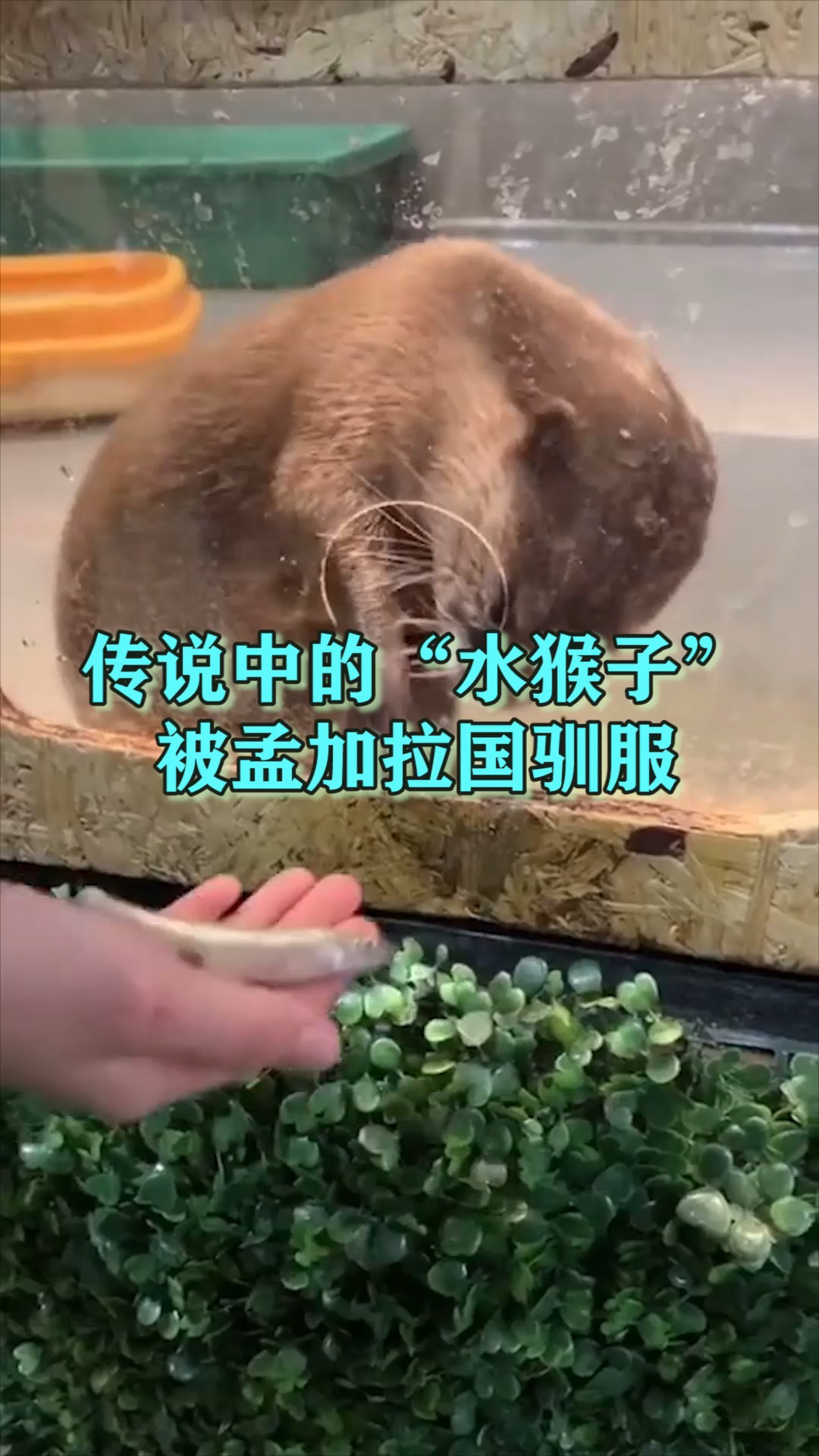 传说中的水猴子被孟加拉国驯服
