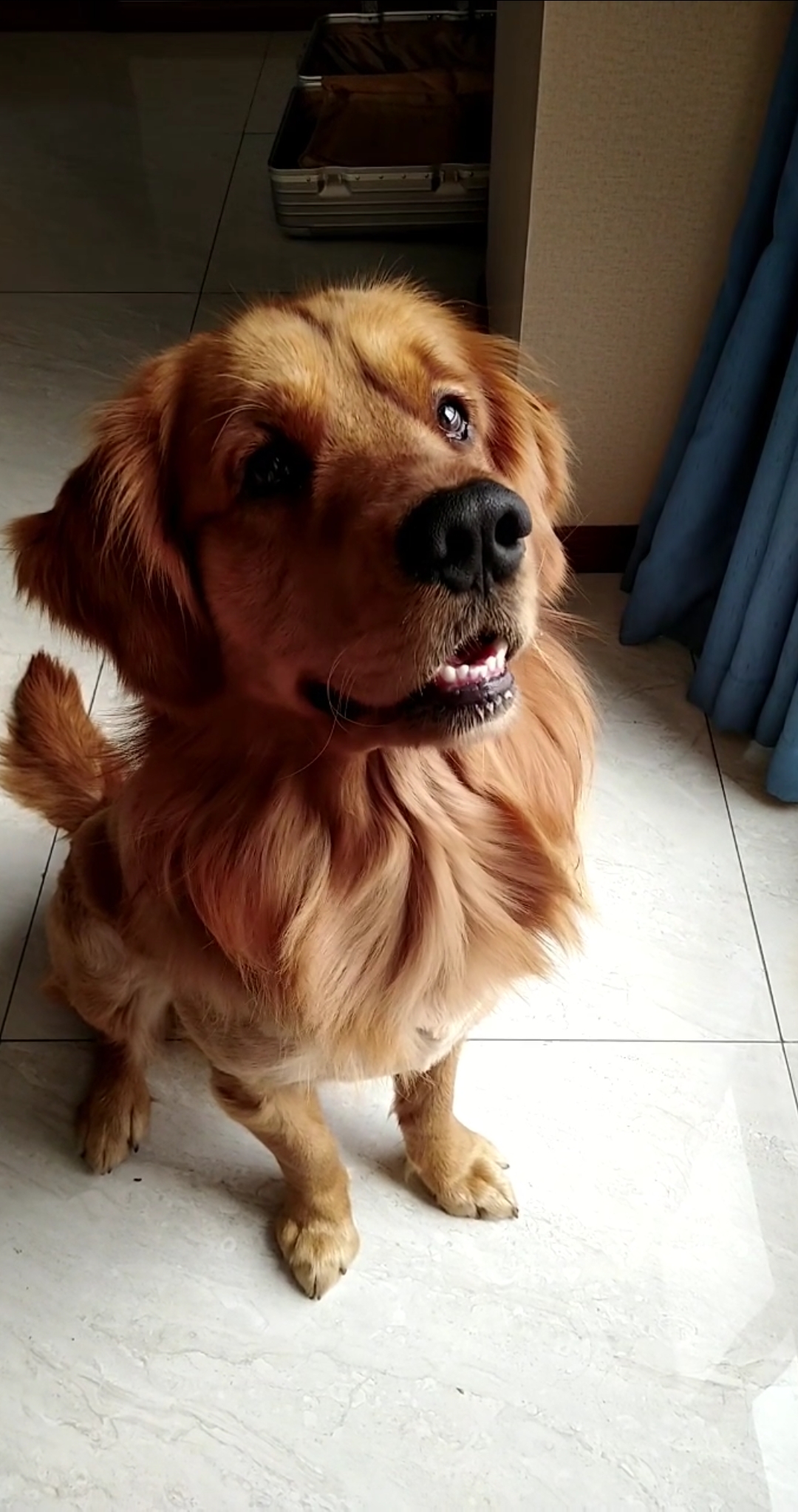 金毛狮王#干什么又要分手