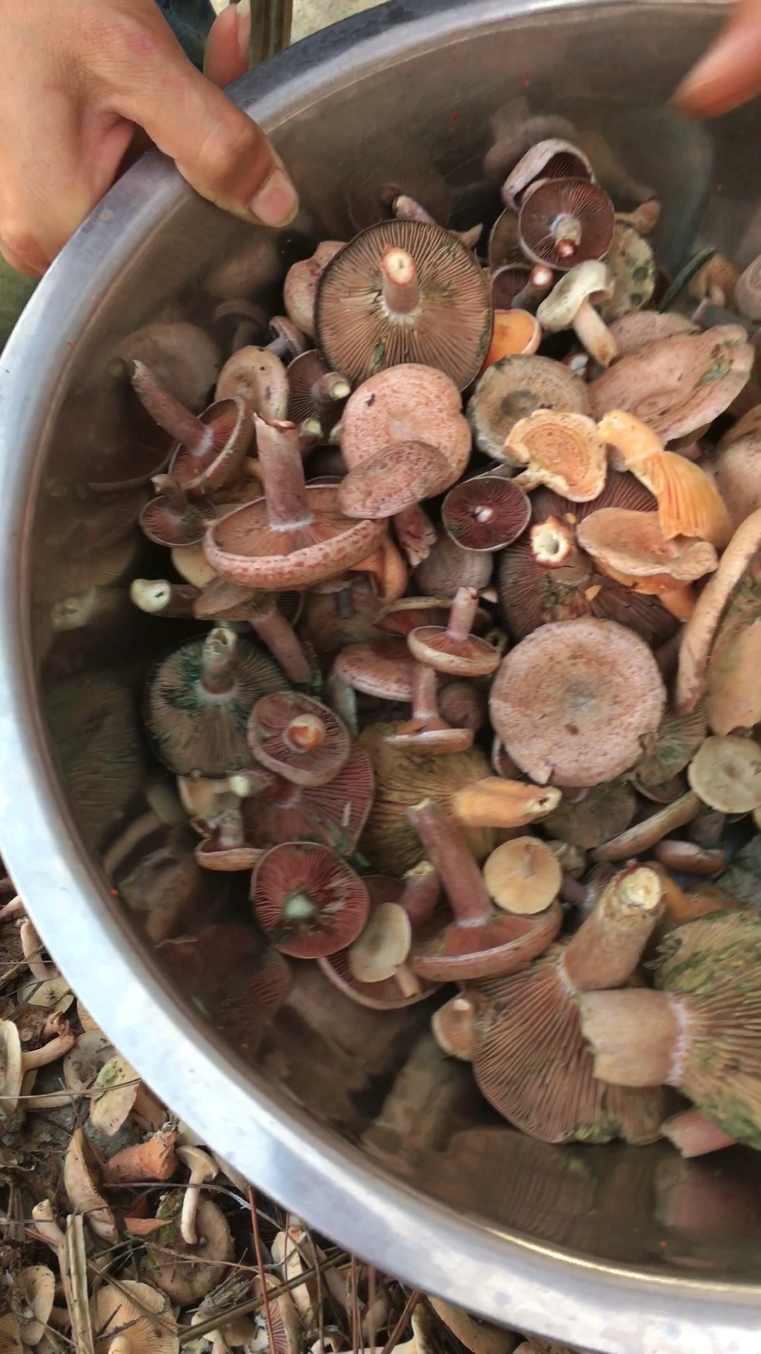 刚在山上捡回来的丛树菇,当地卖五十一斤