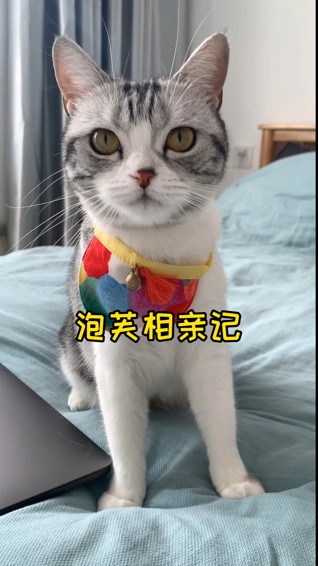 家有猫咪#泡芙和安生的第一次相亲