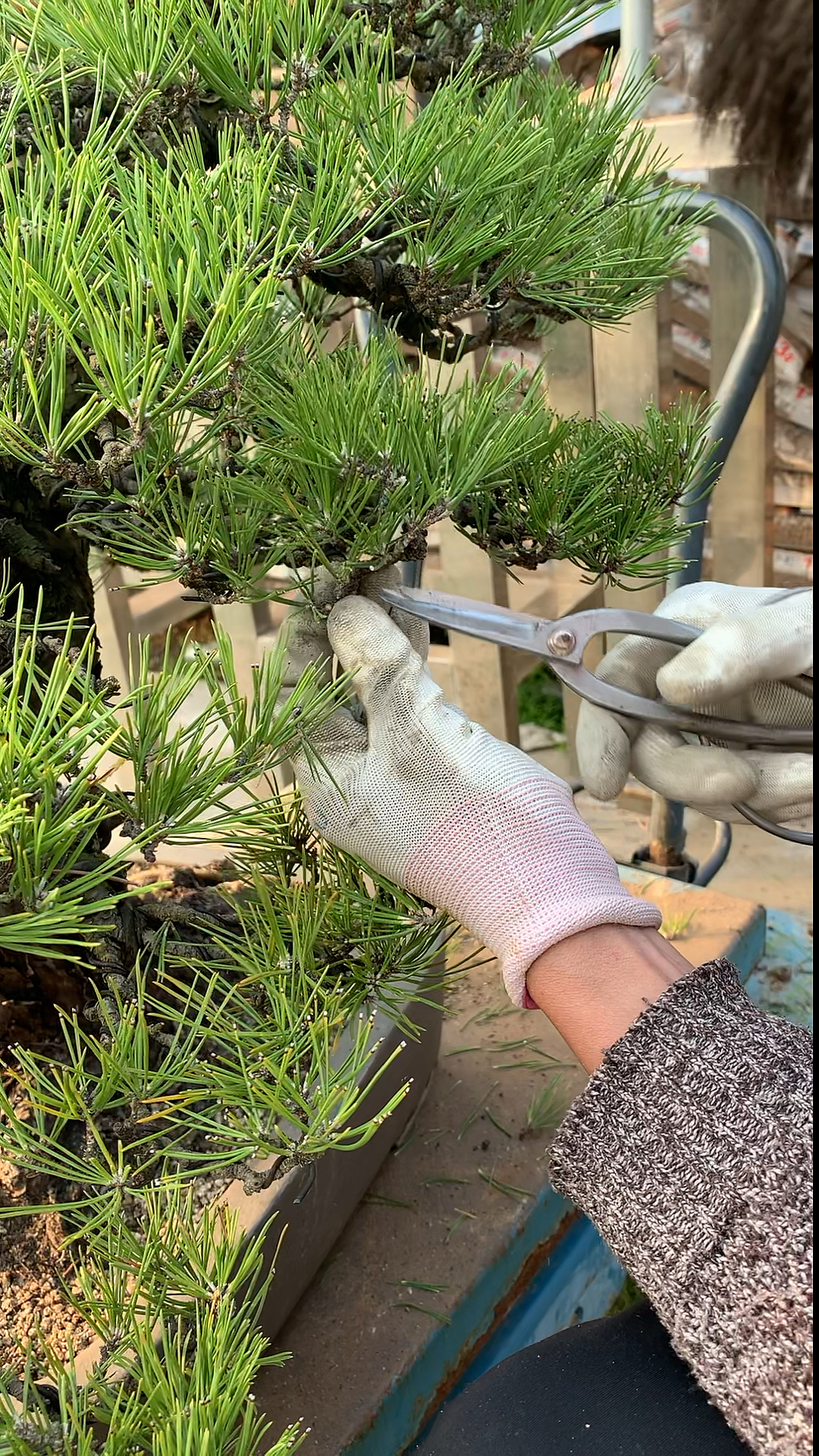 修剪黑松小窍门