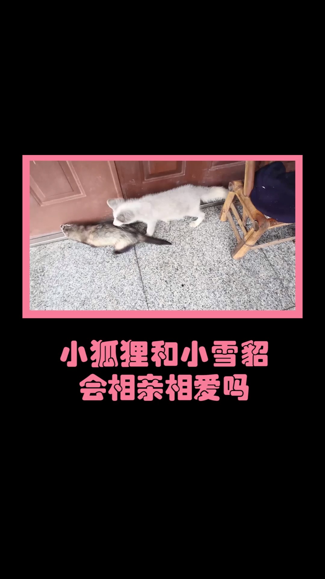 我家萌宠成精了小狐狸雪貂第一次见面2