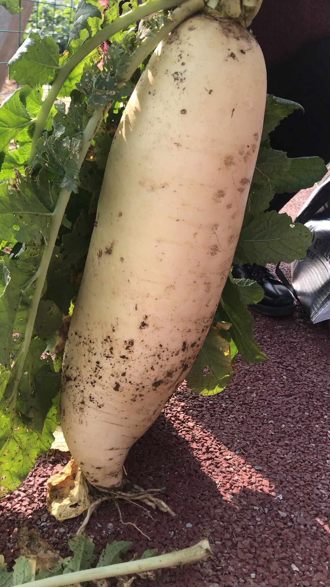 第一次见十多斤的大萝卜