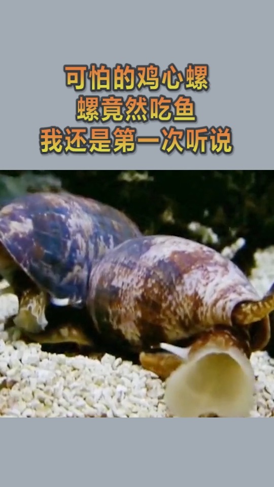 我要上热门#可怕的鸡心螺,螺竟然吃鱼,我还是第一次听说