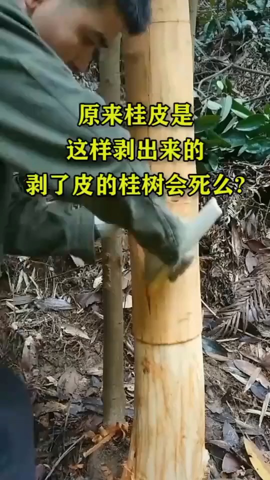 原来桂皮是这样剥出来的剥了皮的桂树会死么