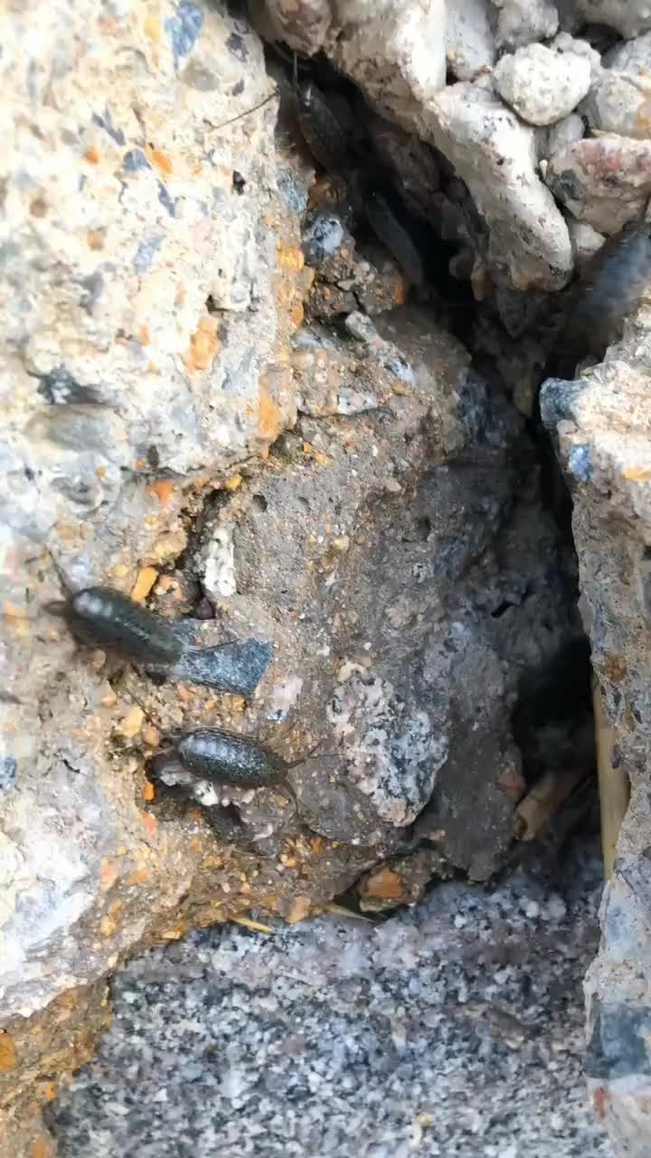 海边这样的海蟑螂特别多,看见我就跑,跑的特别快