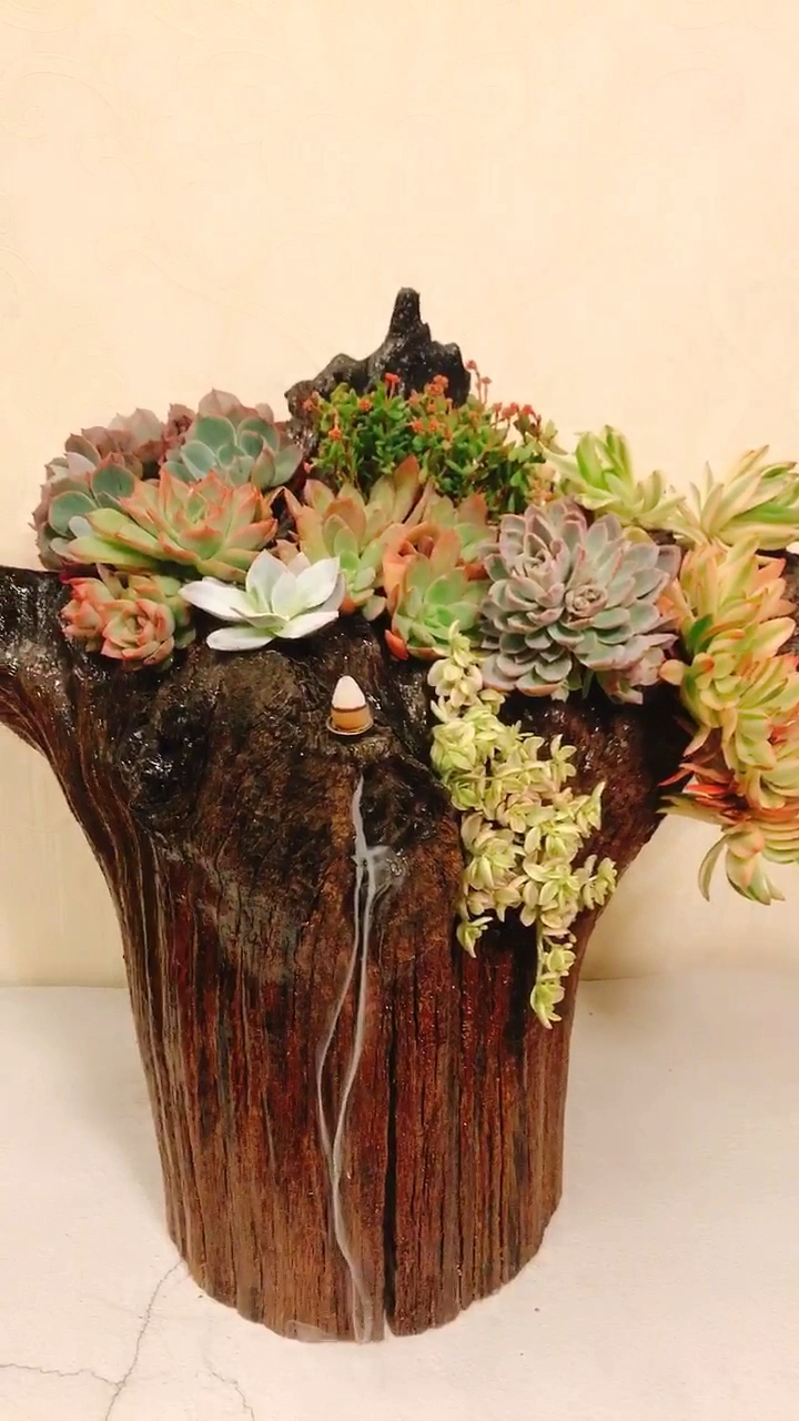 2019继续打造我的朽木多肉花盆,对,我就是女汉子!