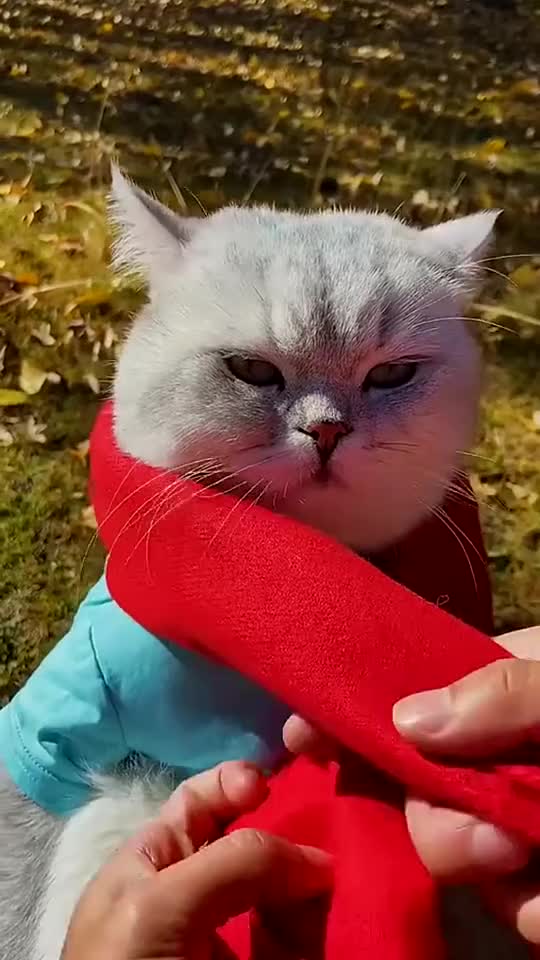 搞笑萌宠红围巾让这个秋天都变得更甜了一点