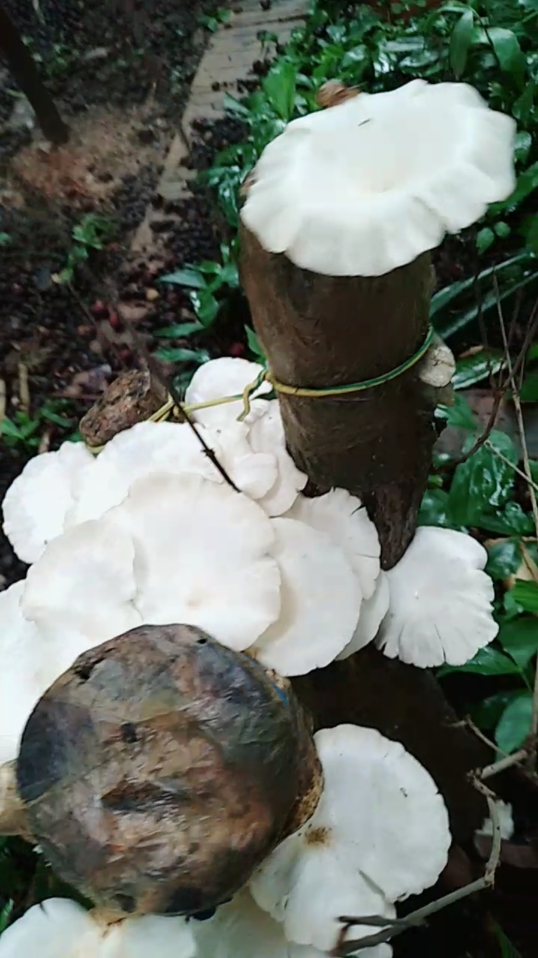 树桩上长的白色菌图片图片