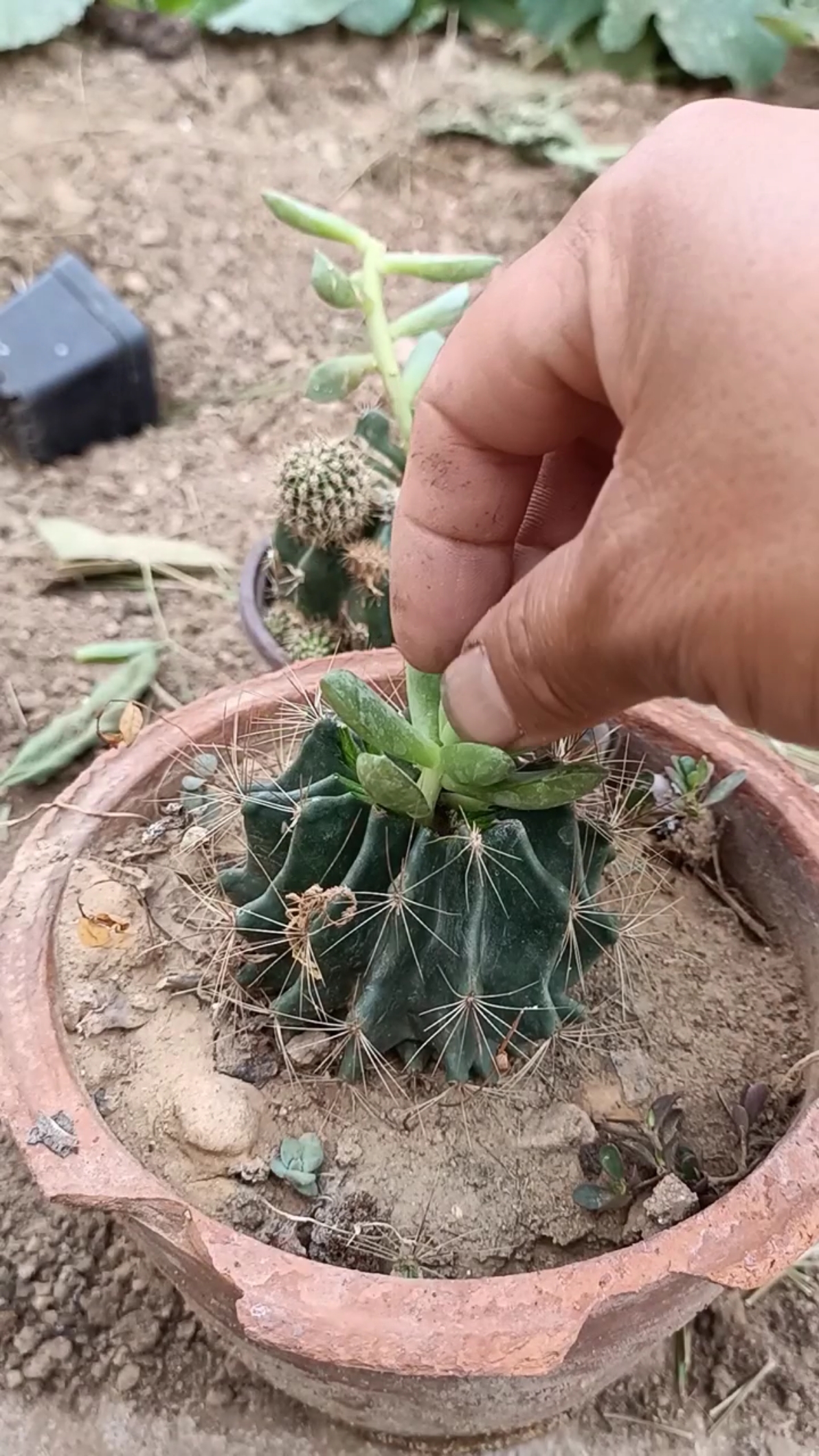 嫁接高手#仙人球嫁接多肉技术,成活率百分之百,懂得极少