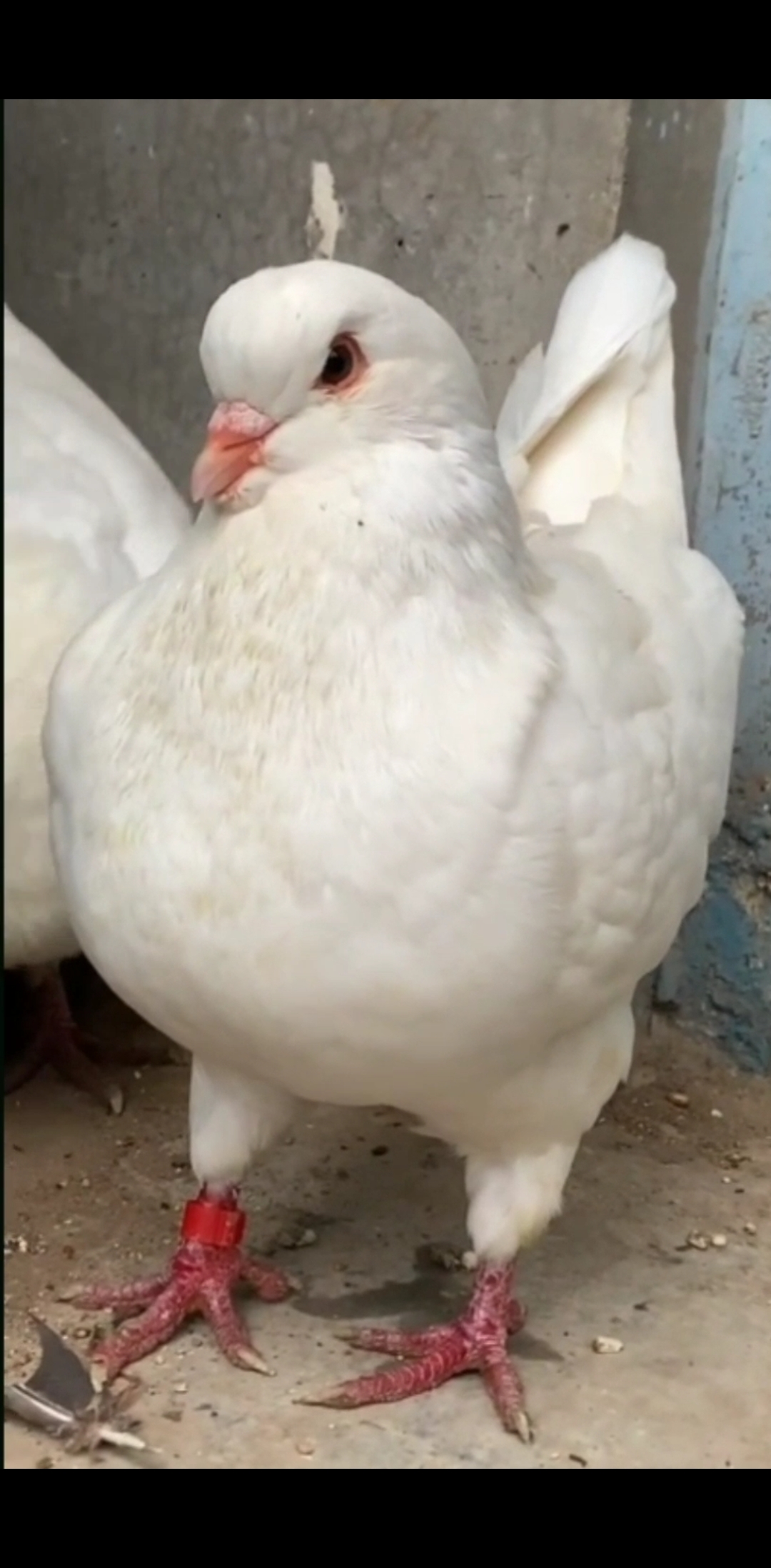 和鸡杂交出来的鸽子长这样