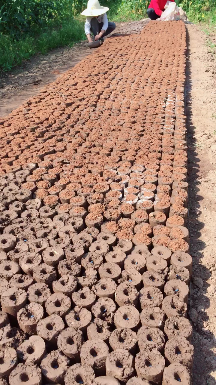 棉花育苗中,希望今年大丰收呀