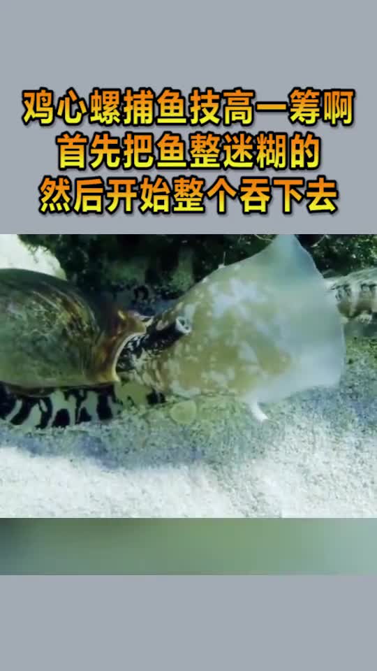 鸡心螺捕鱼技高一筹啊,首先把鱼整迷糊的,然后开始整个吞下去