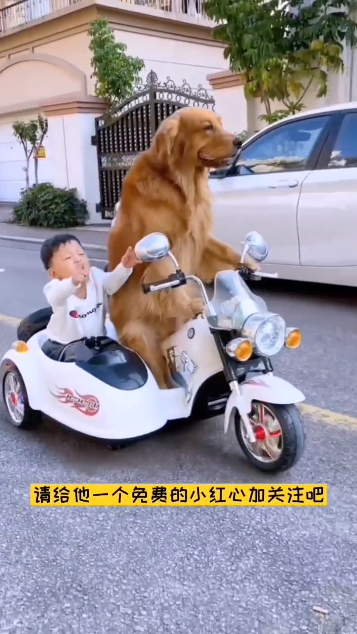 我家宠物成精了聪明的金毛轮胎非常的聪明懂事会开车带小主人出去玩真