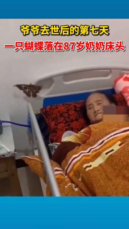 全民心动#爷爷去世后的第七天,一只大蝴蝶落在87岁奶奶床头,网友:是