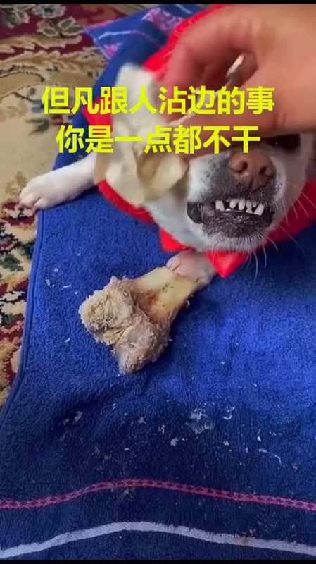 但凡跟人沾边的事你是一点都不干