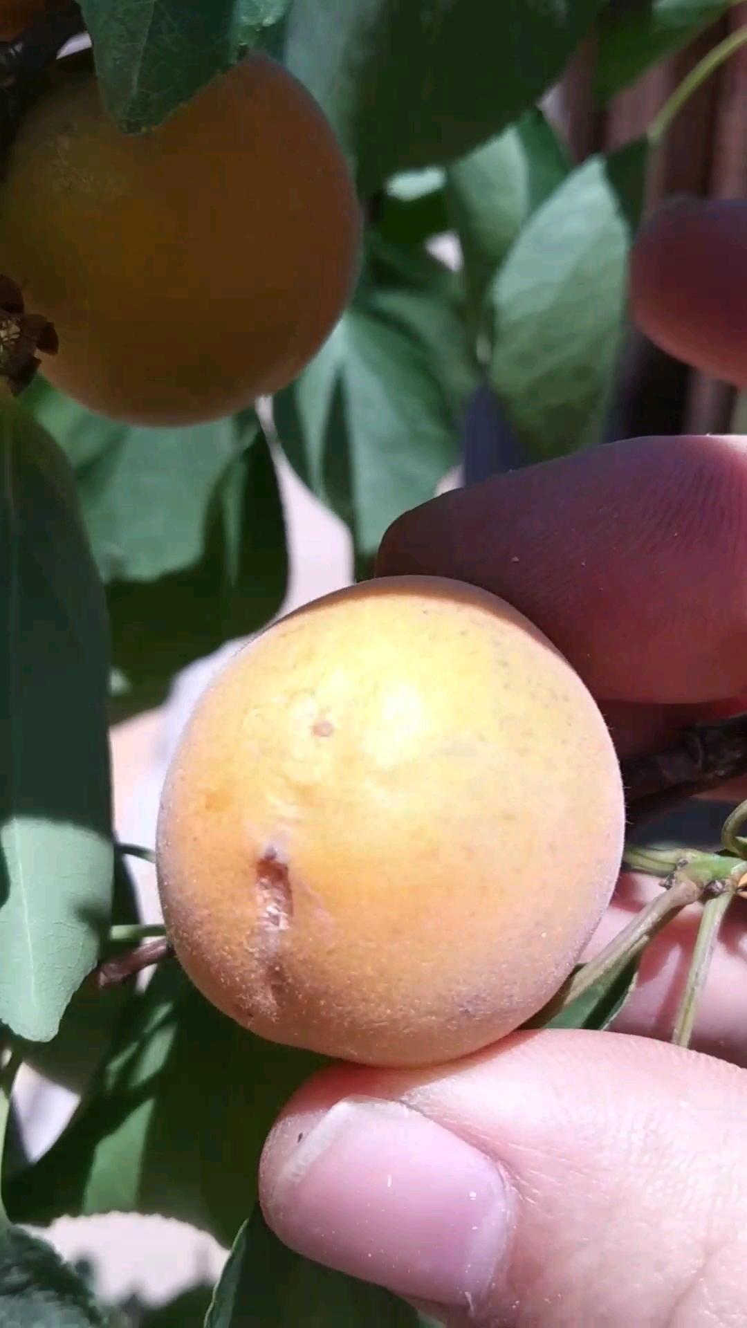 院里的小黄杏熟了