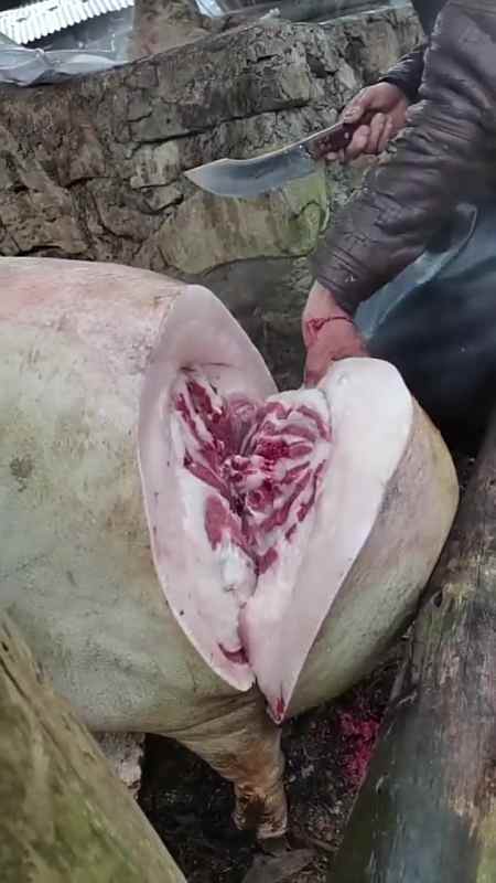 搞笑我家今天杀猪了!可惜我没在家600多斤#全民小助手-全民小视频