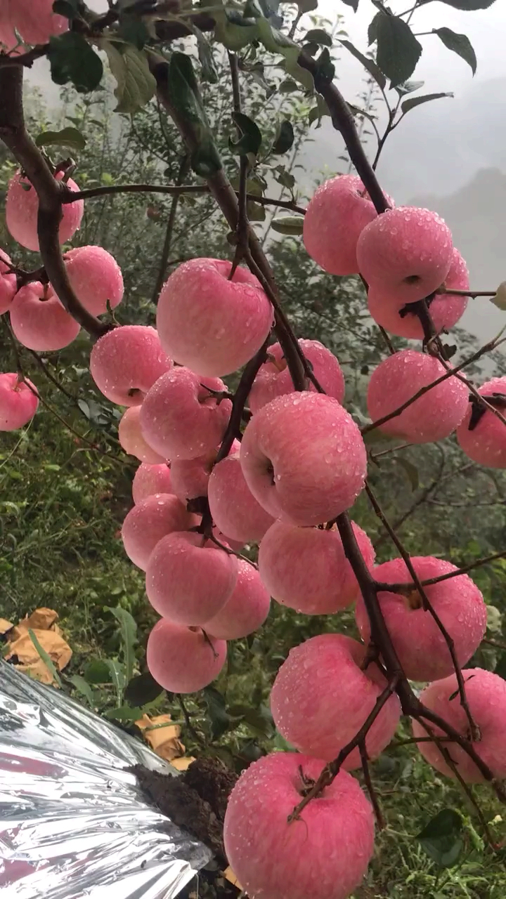 国货也很潮#雨中的苹果真好看
