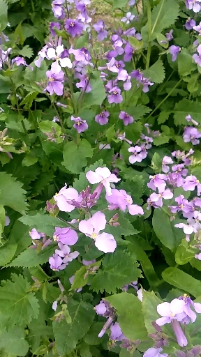 音为有你#诸葛花