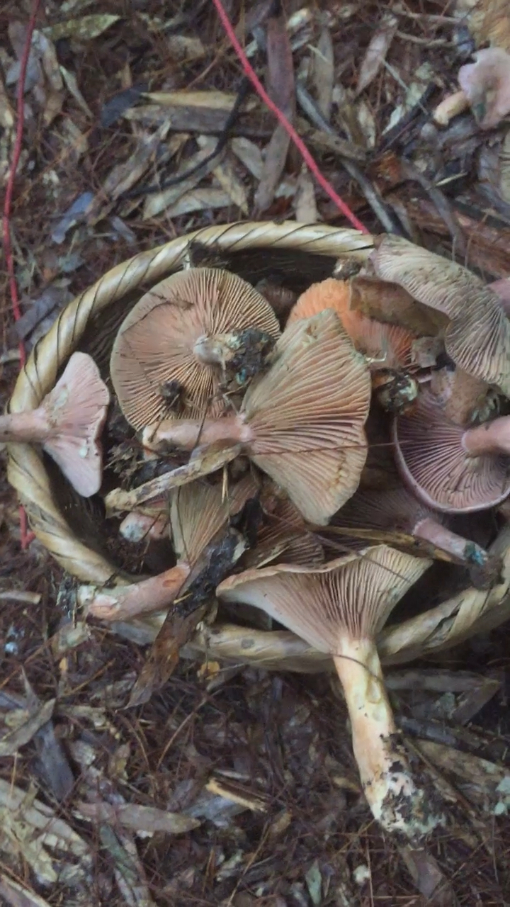 这丛菌捡的舒服啊!