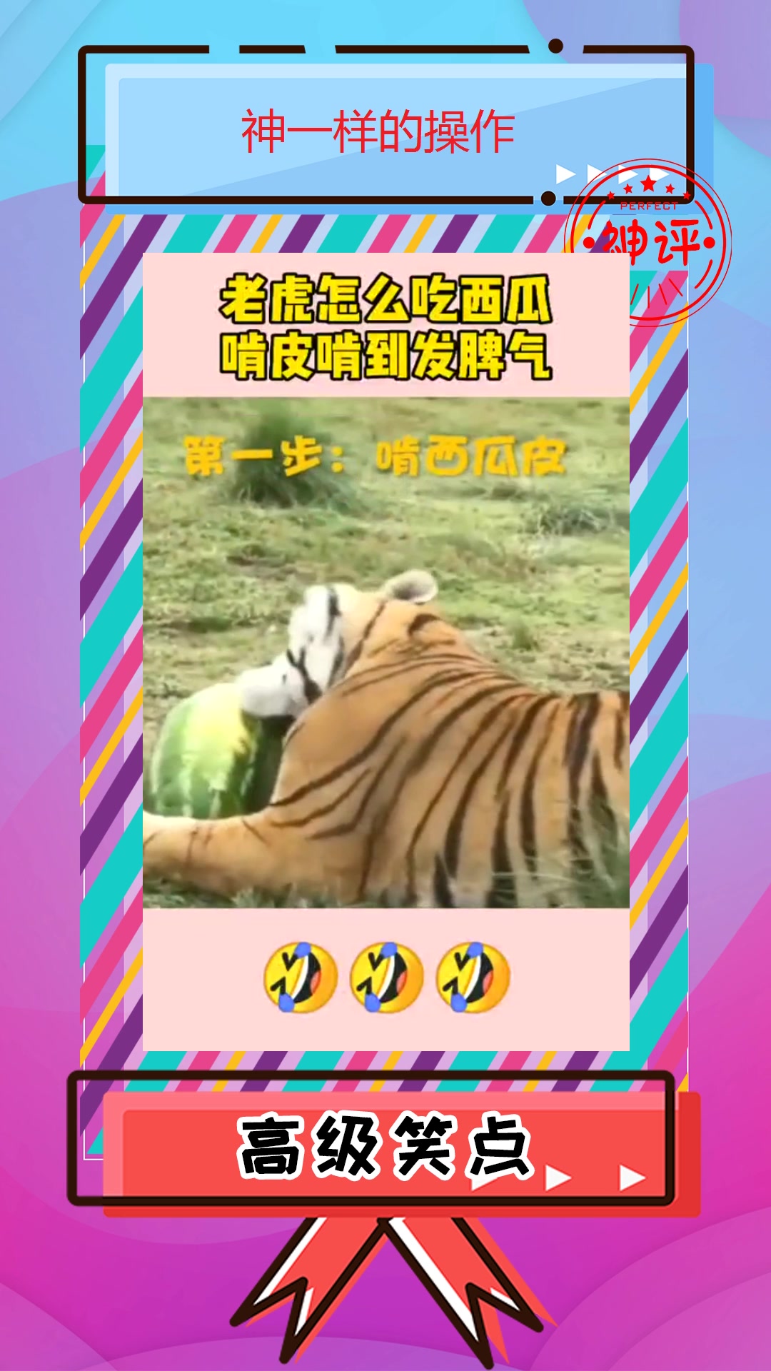 搞笑#来看看老虎是怎么吃西瓜的,吃着吃着,竟然发起了脾气