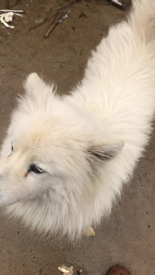 农村喂的萨摩耶