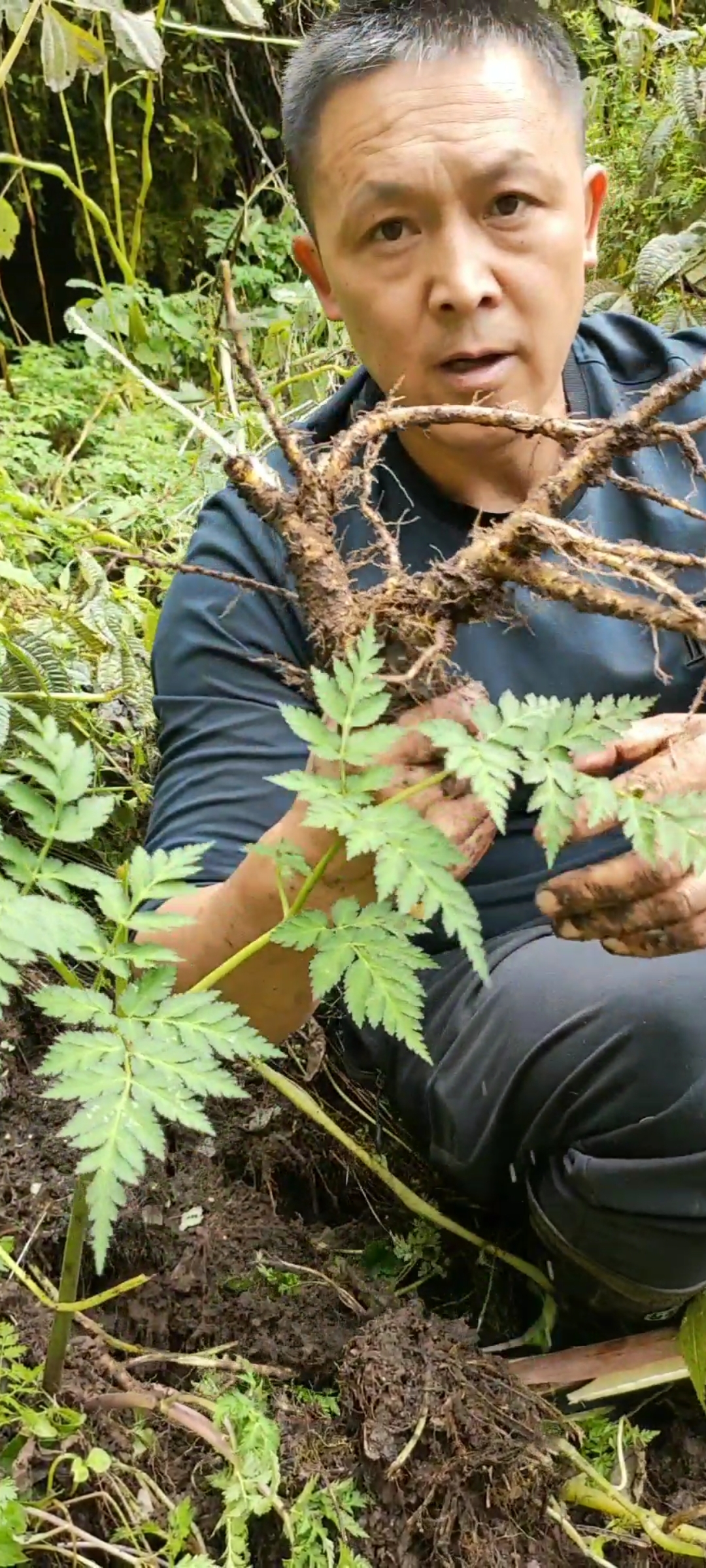 全民小助手#野生当归你们那里有吗……这东西有很多作用