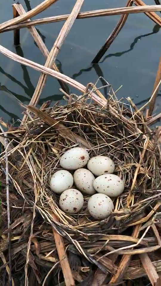 黑水鸡新窝第七个蛋持续更新