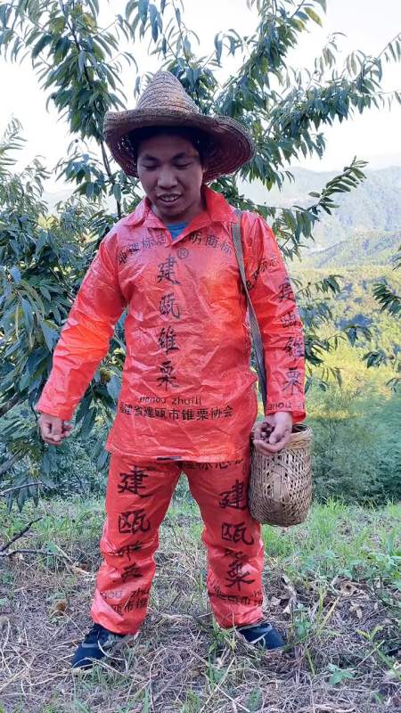 尿素服火了这个锥栗服装能不能火锥栗好吃 丰收在望