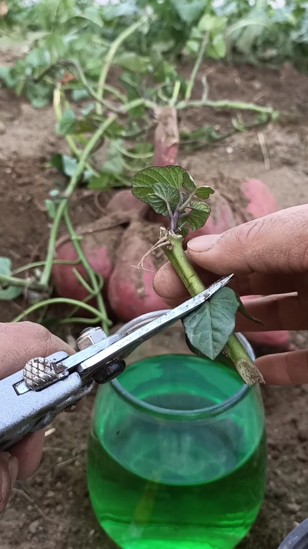 嫁接技术#这是扦插高手,成活率百分之百