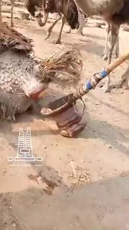 明星娱乐#看一下,这才是偷蛋神器