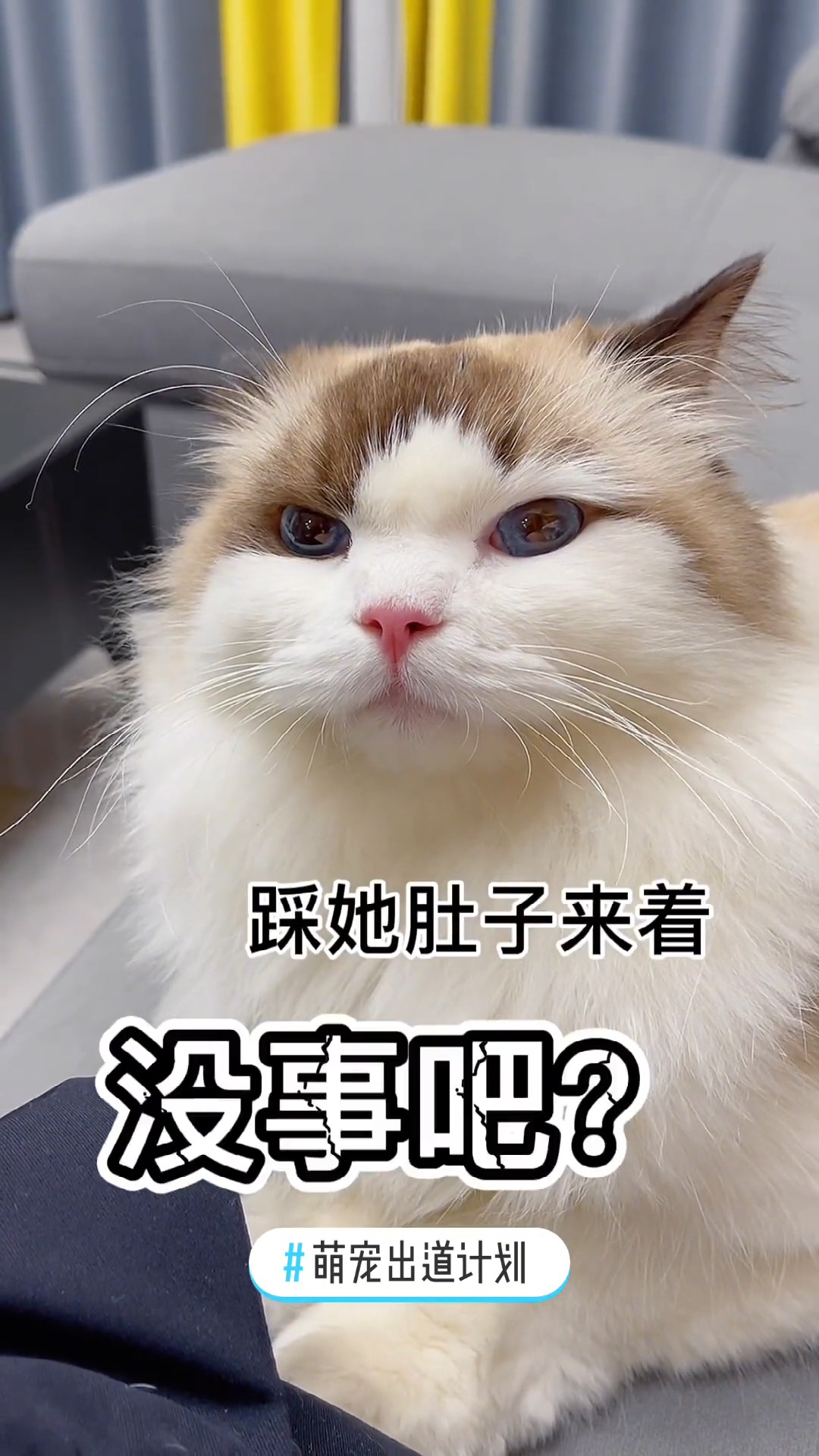 搞笑萌宠#猫咪感知不到主人怀孕?可能是因为耳聋