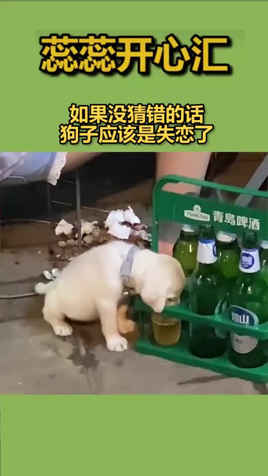 搞笑段子剧如果没猜错的话,狗子应该是失恋了