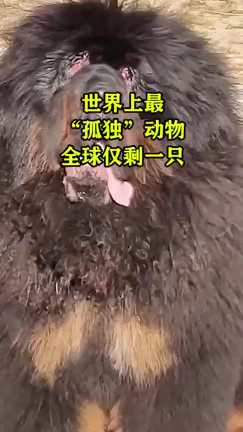 世界上最"孤独"动物,全球仅剩一只!