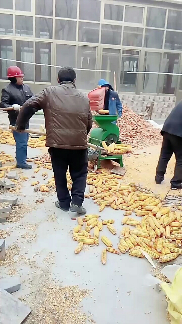 全民小视频打玉米的场景