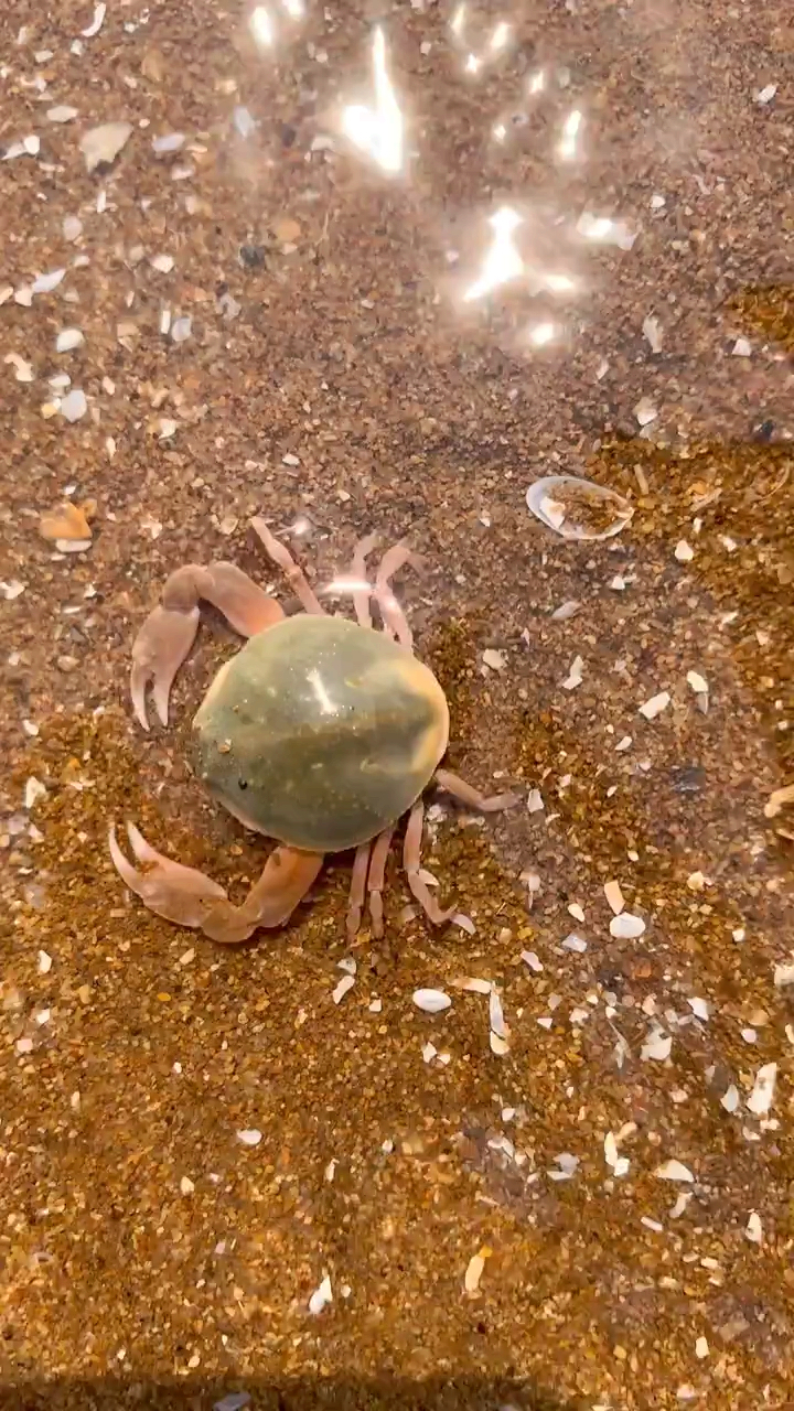 迷你版小螃蟹,千人捏